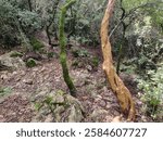 Twisted trees in the forest . 
