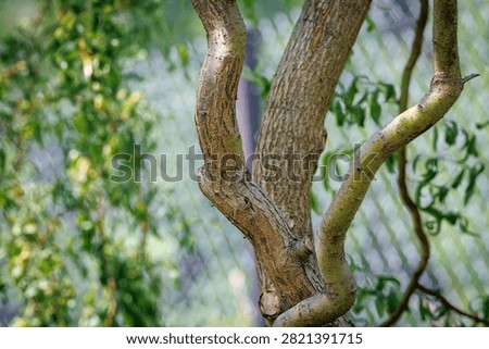 Twisted trunk and branches of a corkscrew willow in a garden
