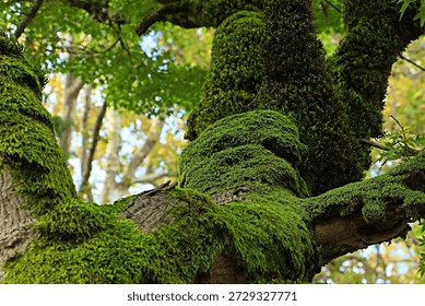 The twisted trunk of an old tree covered with thick, juicy green moss