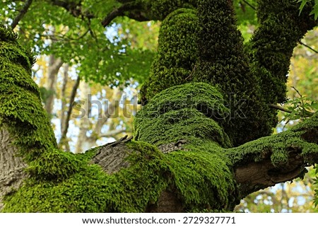 The twisted trunk of an old tree covered with thick, juicy green moss