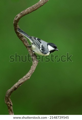 Similar – Vogel auf einem Zweig 1