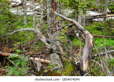 Twisted Twigs In Each Direction