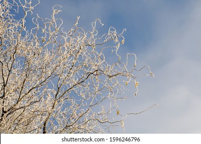 Twisted Twigs Of Salix Matsudana Covered With Rime Ice On A Sunny Winter Day