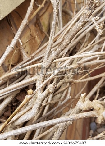 Twisted twigs, sticks entwined, weaved twigs