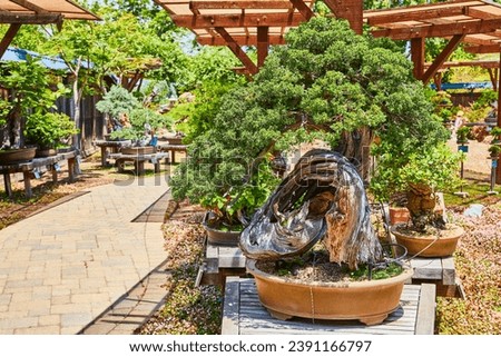 Twisted up under itself bonsai tree in a knot with Japanese garden, Gardens at Lake Merritt