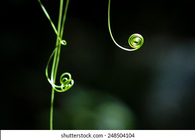 Twisted Vines Of A Wild Pea Plant In A Dark Forest, Oregon, USA