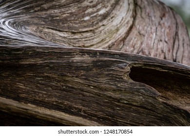 Twisted Western Red Cedar Limb