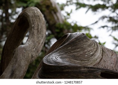 Twisted Western Red Cedar Limb