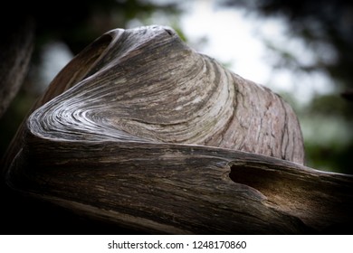 Twisted Western Red Cedar Limb