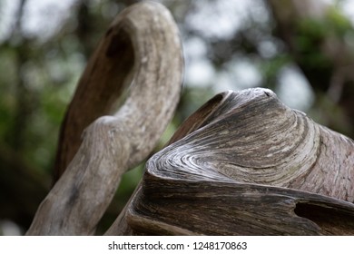 Twisted Western Red Cedar Limb