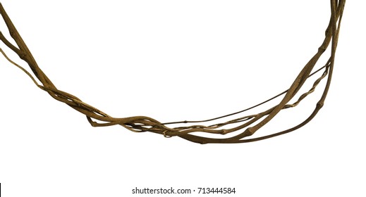 Twisted wild liana jungle vine isolated on white background, clipping path included