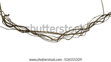 Twisted wild liana jungle vine isolated on white background, clipping path included