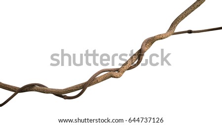 Twisted wild liana jungle vine tropical plant isolated on white background, clipping path included