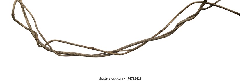 Twisted wild liana vine isolated on white background, clipping path included - Shutterstock ID 494792419