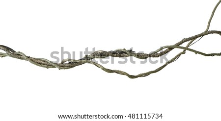 Twisted wild vine isolated on white background, clipping path included