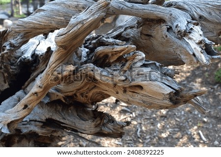 Twisted wood log in Rocky Mountain National Park