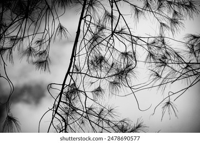 Twisting branches create intricate patterns against a warm sunset, offering a serene and dreamy view. - Powered by Shutterstock