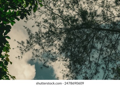 Twisting branches create intricate patterns against a warm sunset, offering a tranquil, dreamy view. - Powered by Shutterstock