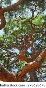 Twisting Pine Tree Branches against Bright Sky