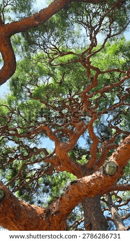 Twisting Pine Tree Branches against Bright Sky
