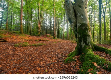 A twisting tree trunk in a forest