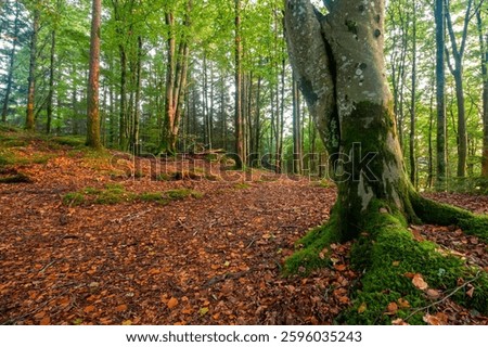 A twisting tree trunk in a forest