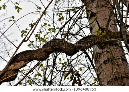 Similar – Knorrig Natur Himmel