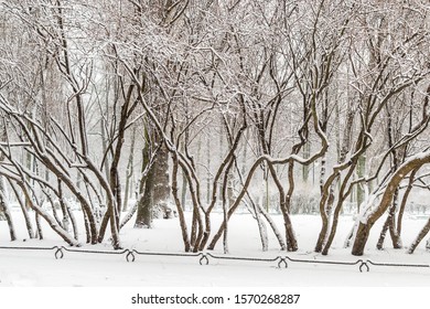 Lilac Bush In The Snow Images Stock Photos Vectors Shutterstock,Baked Ziti With Ricotta No Meat