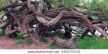 A Twisty Tree Trunk Grows