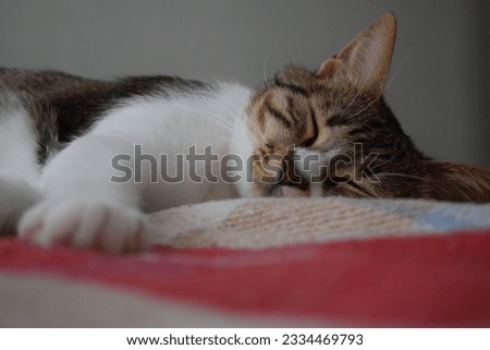 With a twitching tail and whimsical whiskers, this amusing cat captures hearts. Its playful antics awake and endearing sleeping poses are sheer delight. A charming ball of fur, endlessly entertaining!