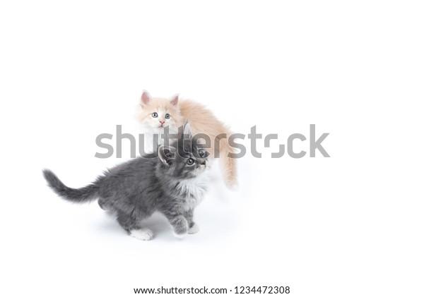 Two 8 Week Old Maine Coon Stock Photo Edit Now 1234472308