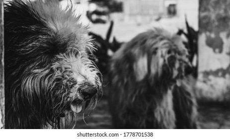 6 Maltrato Images, Stock Photos & Vectors | Shutterstock