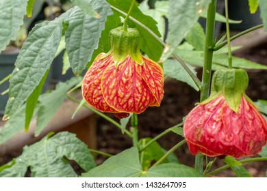 Two abutilon pictum blooming close up 
