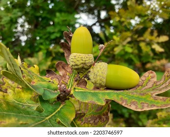 Two Acorn nuts green leaves of oak tree  ( latin name Quercus alba) with crawling carpenter ants ( Latin  name Camponotus herculeanus)  The acorn, or oaknut, is the nut of the oaks ).