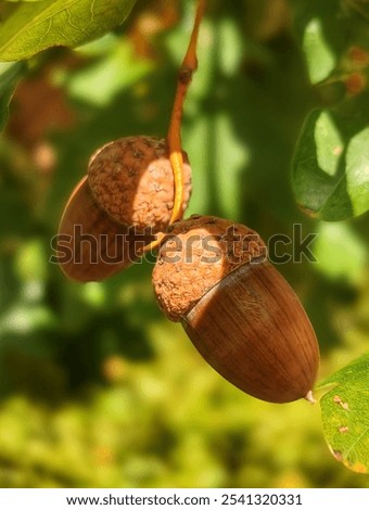 Similar – Image, Stock Photo twosome Animal portrait