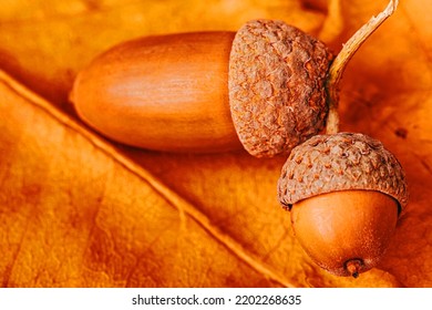 Two acorns on a yellow autumn leaf, close-up - Powered by Shutterstock