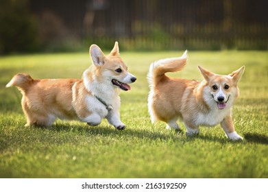 Two Active Corgi Puppies Running Together On Grass