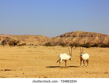 Two Addax 