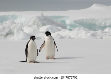 Two Adele Penguins Standing on the Snow with Snowy Hills in the Background at the South Pole Antarctic Peninsula - Powered by Shutterstock