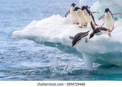 Two adelie penguins dive into the water while their friends excitedly cheer them on