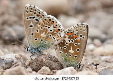 Two Adonis Blue butterflies (Lysandra bellargus) mating stones  Close  up macro photograph beautiful butterflies in nature 