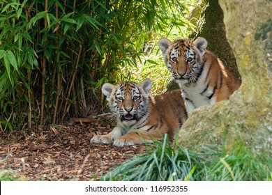 Two Adorable Amur Tiger Cubs Hiding in Shelter Panthera Tigris Altaica
