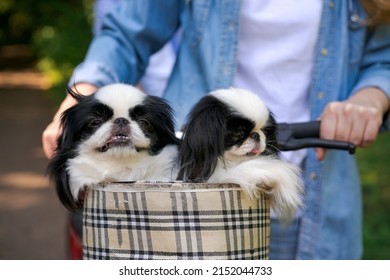 Two adorable black and white Chin dogs leaning in bicycle basket. One dog shows his tongue. Man and woman on a walk with pets, selective focus and close-up