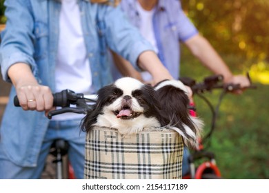 Two adorable black and white Chin dogs leaning in bicycle basket. One dog shows his tongue. Man and woman on a walk with pets, selective focus and close-up
