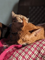 Two Adorable Cats Sun Bathing 