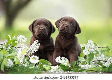 two adorable chocolate labrador puppies sitting together on blooming bird cherry branches - Powered by Shutterstock