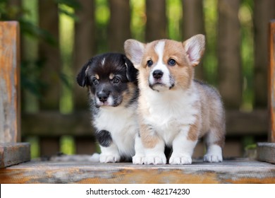 Two Adorable Corgi Puppies Posing Together