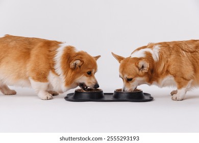 Two adorable corgis dogs sharing a meal together, highlighting companionship and pet care moments - Powered by Shutterstock