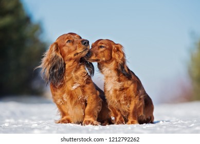 two adorable dachshund dogs outdoors in winter together