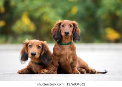 two adorable dachshund puppies posing together outdoors